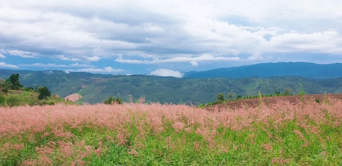 Trekking khám phá đồi cỏ hồng
